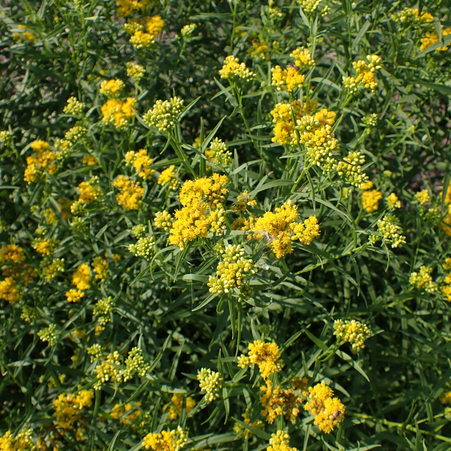 Semences de verge d'or à feuilles de graminée - Euthamia graminifolia
