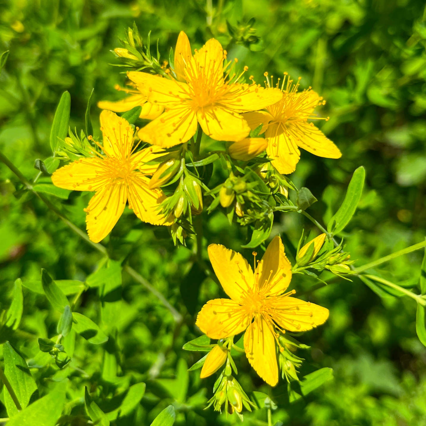 Semences de millepertuis perforé - Hypericum perforatum