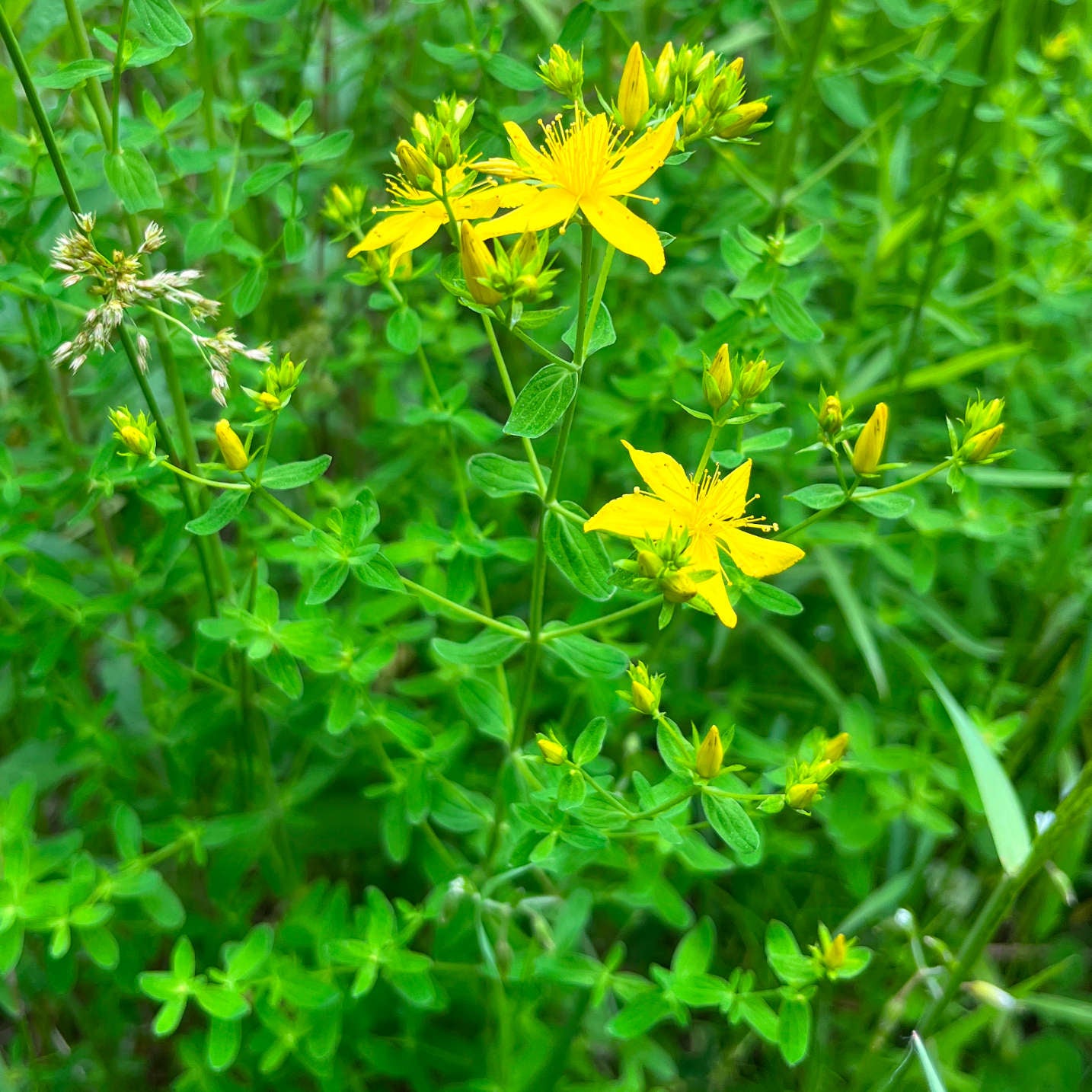 Semences de millepertuis perforé - Hypericum perforatum