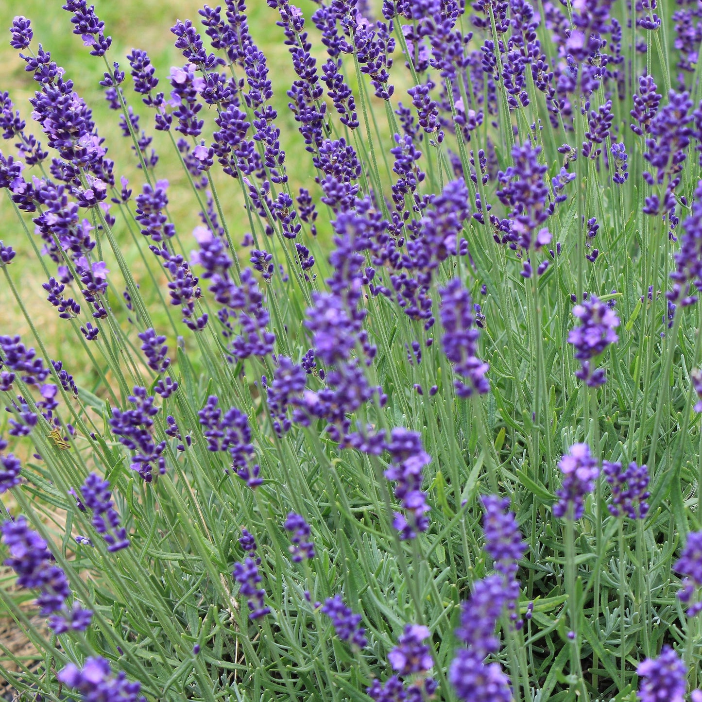 Lavande officinale lavender Photo: Laslovarga, CC BY-SA 4.0, via Wikimedia Commons