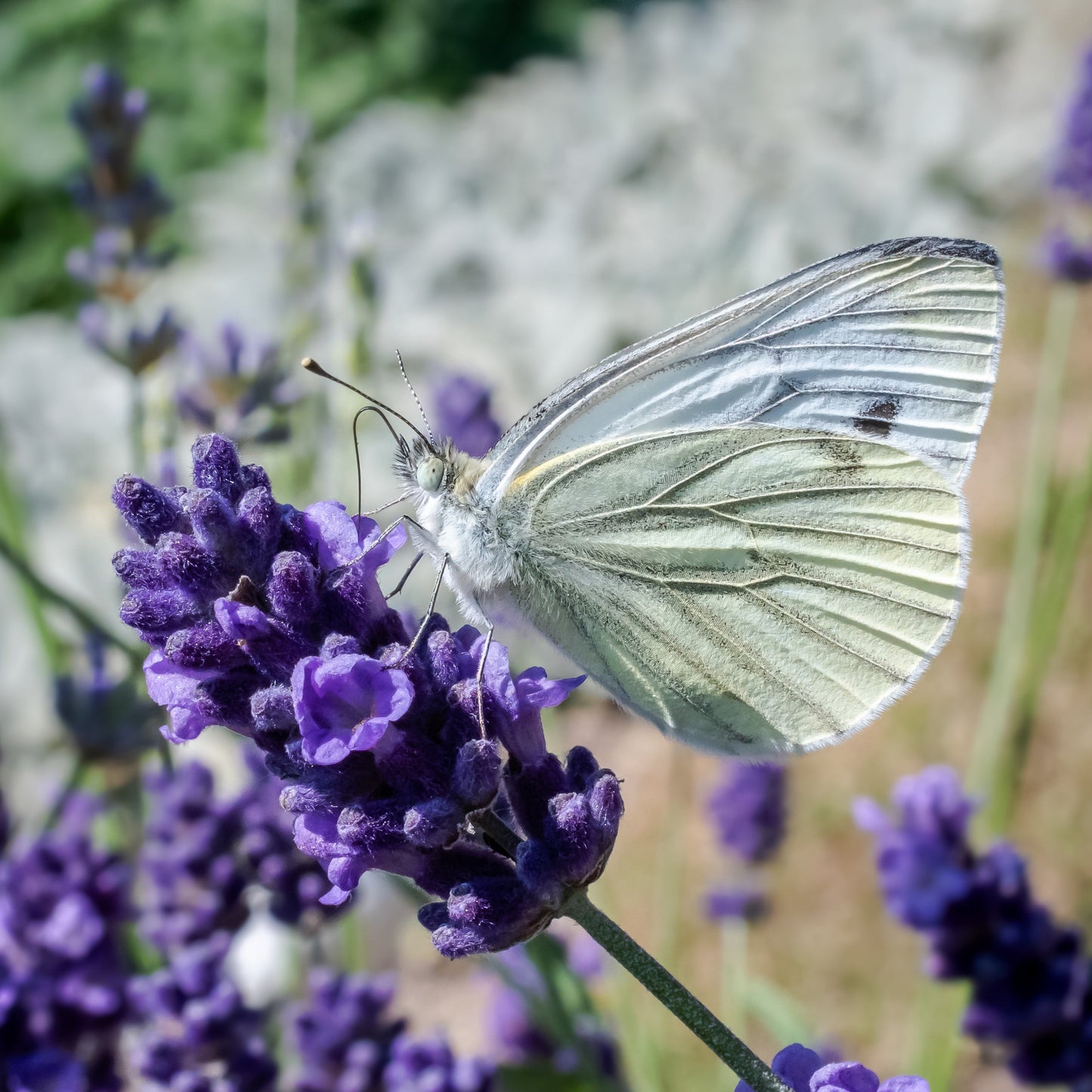 Lavande officinale lavender Photo: Isiwal/Wikimedia Commons/CC BY-SA 4.0, CC BY-SA 4.0, via Wikimedia Commons