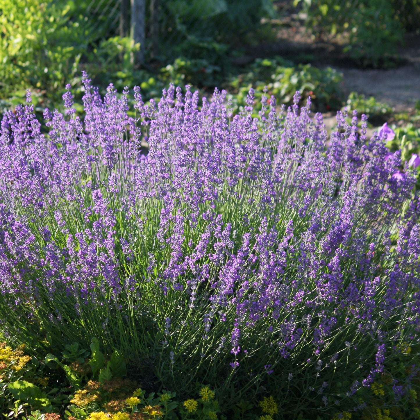 Lavande officinale lavender Photo: Maja Dumat from Deutschland (Germany), CC BY 2.0, via Wikimedia Commons