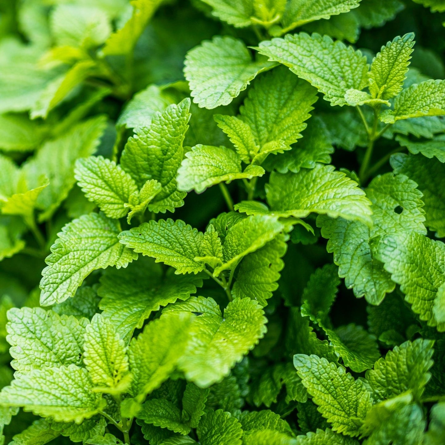 Semences - Mélisse officinale