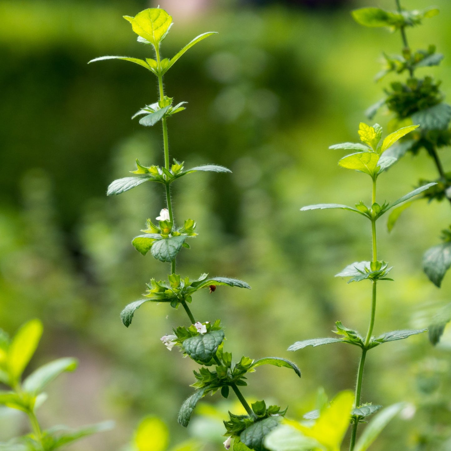 Semences - Mélisse officinale