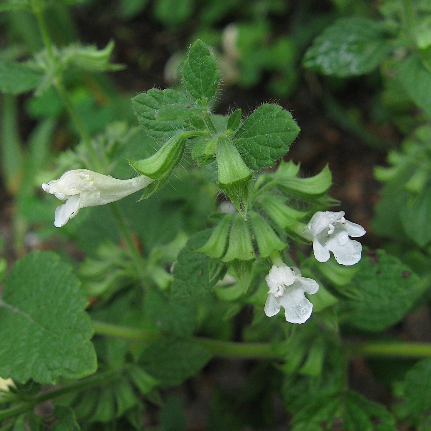 Semences - Mélisse officinale
