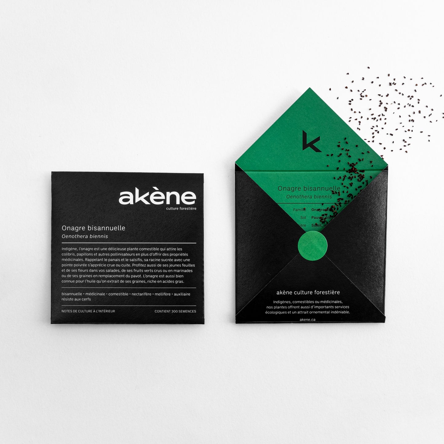 Semences - Onagre bisannuelle