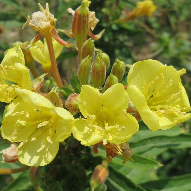 Semences - Onagre bisannuelle