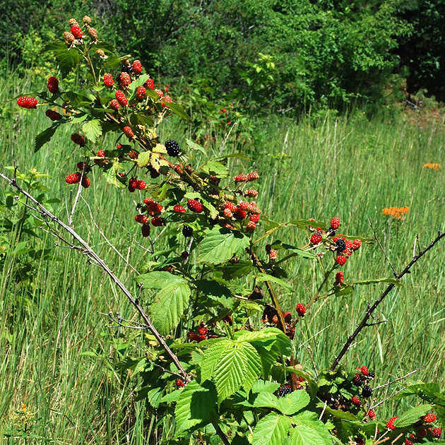 Semences de ronce des alléghanys - Rubus allegheniensis