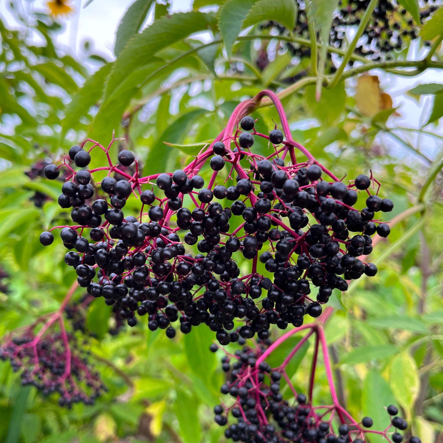 Semences de sureau du blanc - Sambucus canadensis