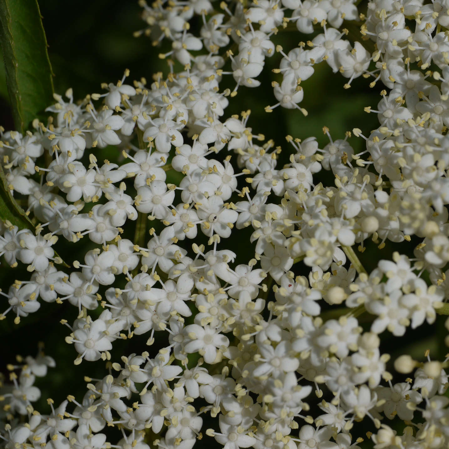Semences de sureau du blanc - Sambucus canadensis