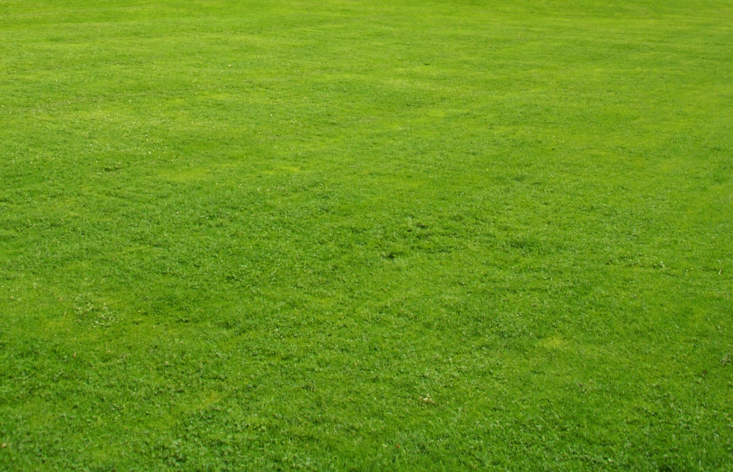 Votre pelouse est-elle vraiment écologique?