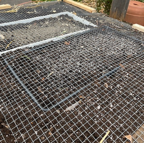 Semis d’automne et d’hiver des semences de plantes indigènes