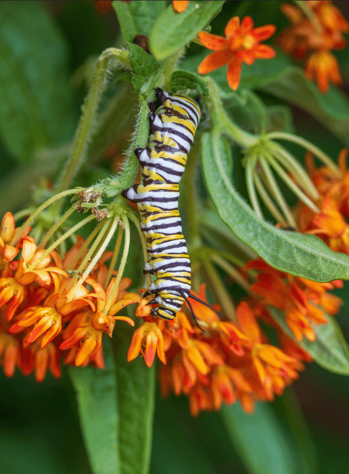 Qu’est-ce qu’une plante hôte ?