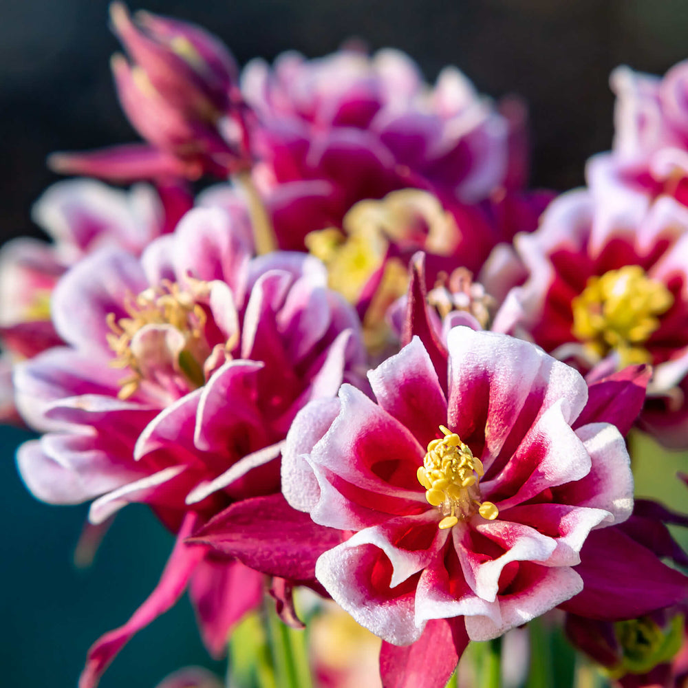 Planter des nativars : Une bonne idée pour votre jardin?