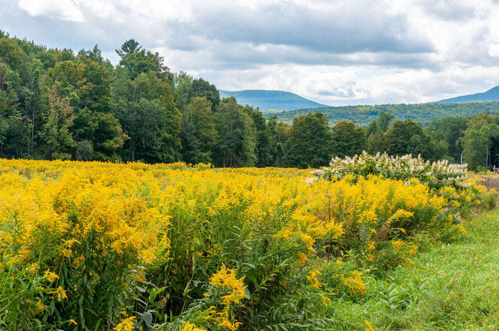 L’index de sociabilité des plantes : Un outil essentiel pour concevoir des aménagements naturels durables