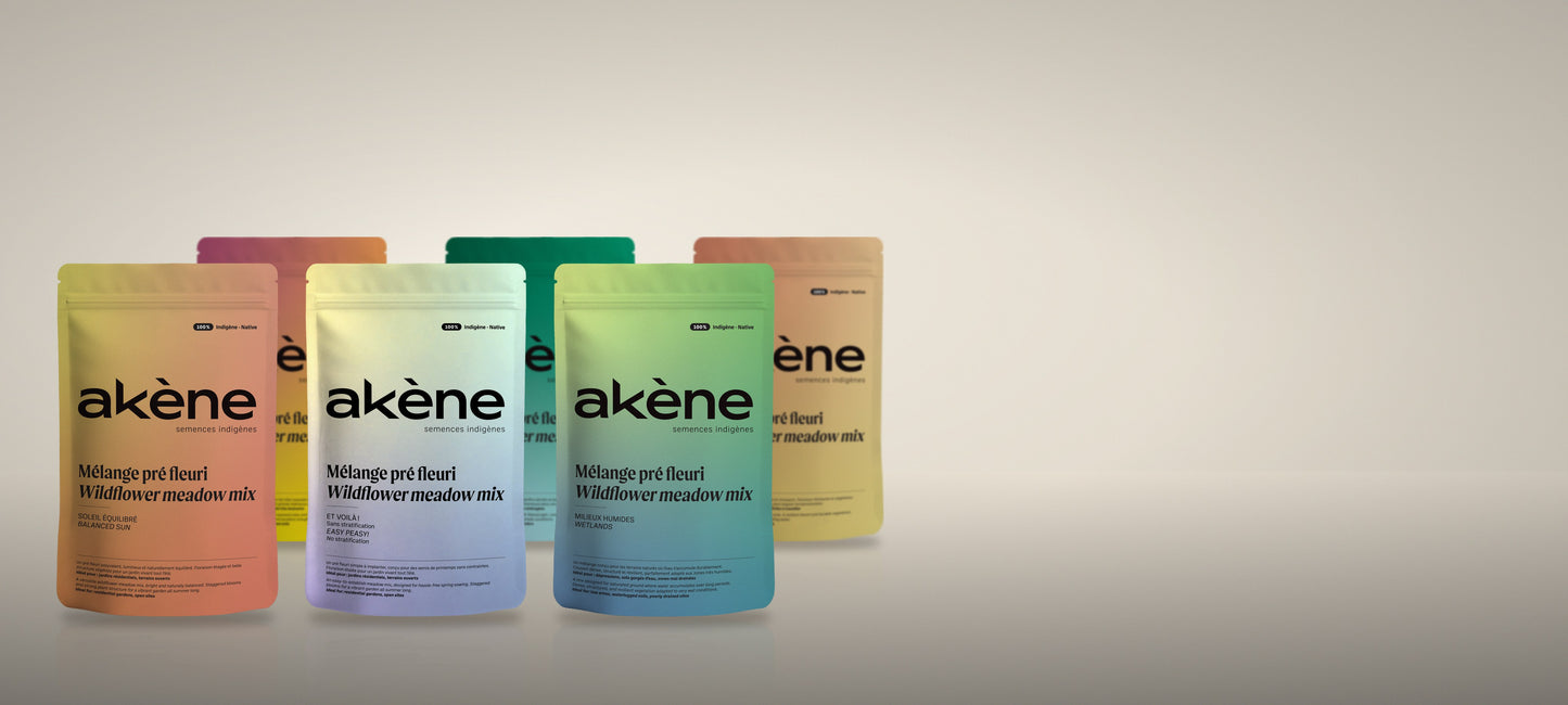 Akène, semences indigènes