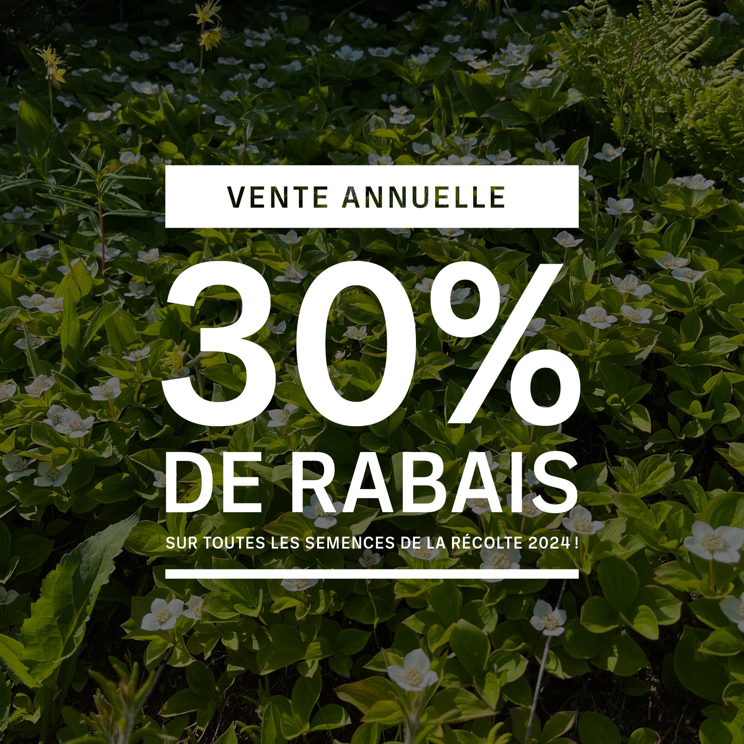 Akène, culture forestière