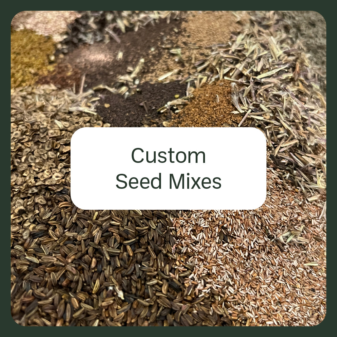 Akène, culture forestière