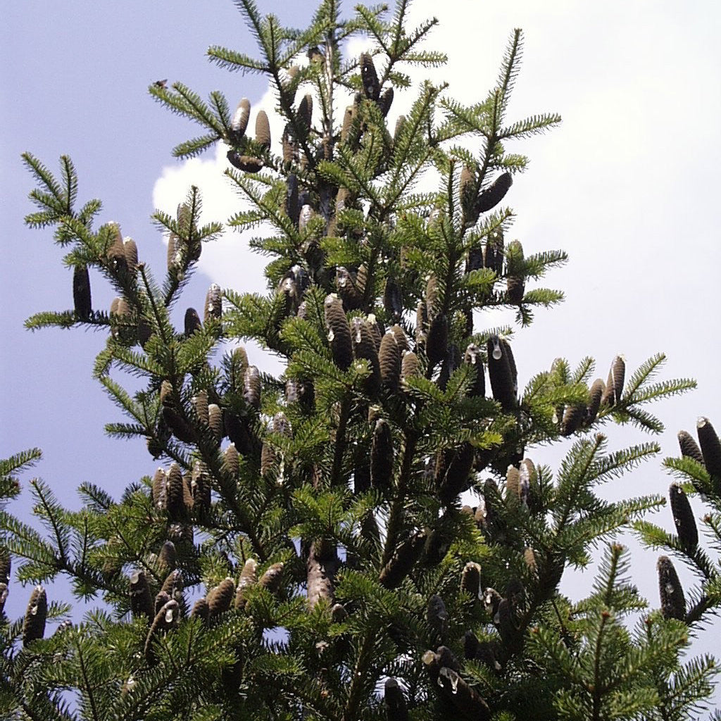
                  
                    Wild Grocery - Boreal Night Herbal Tea
                  
                