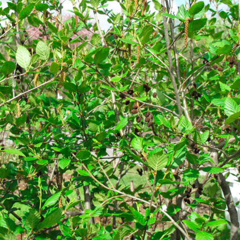 
                  
                    Seeds - Green Alder
                  
                