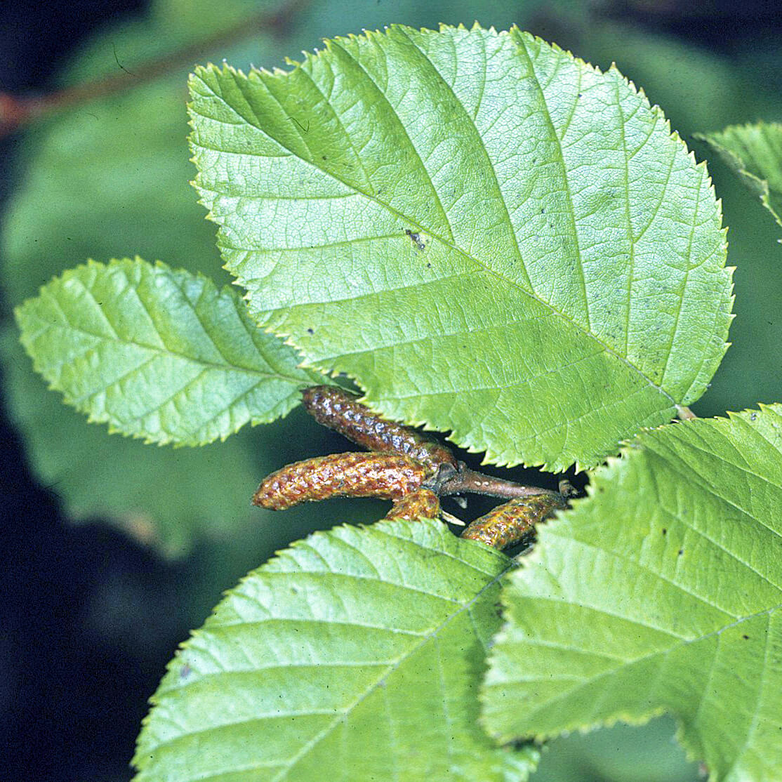 
                  
                    Seeds - Green Alder
                  
                