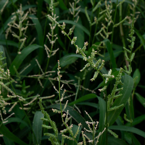 Seeds - American Sloughgrass