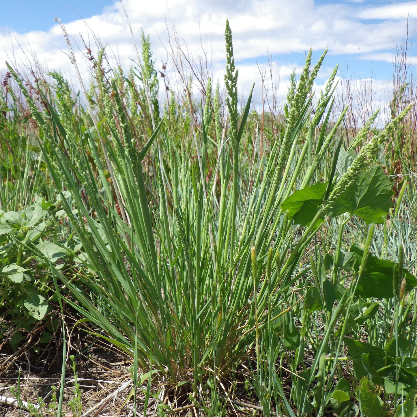 
                  
                    Seeds - American Sloughgrass
                  
                
