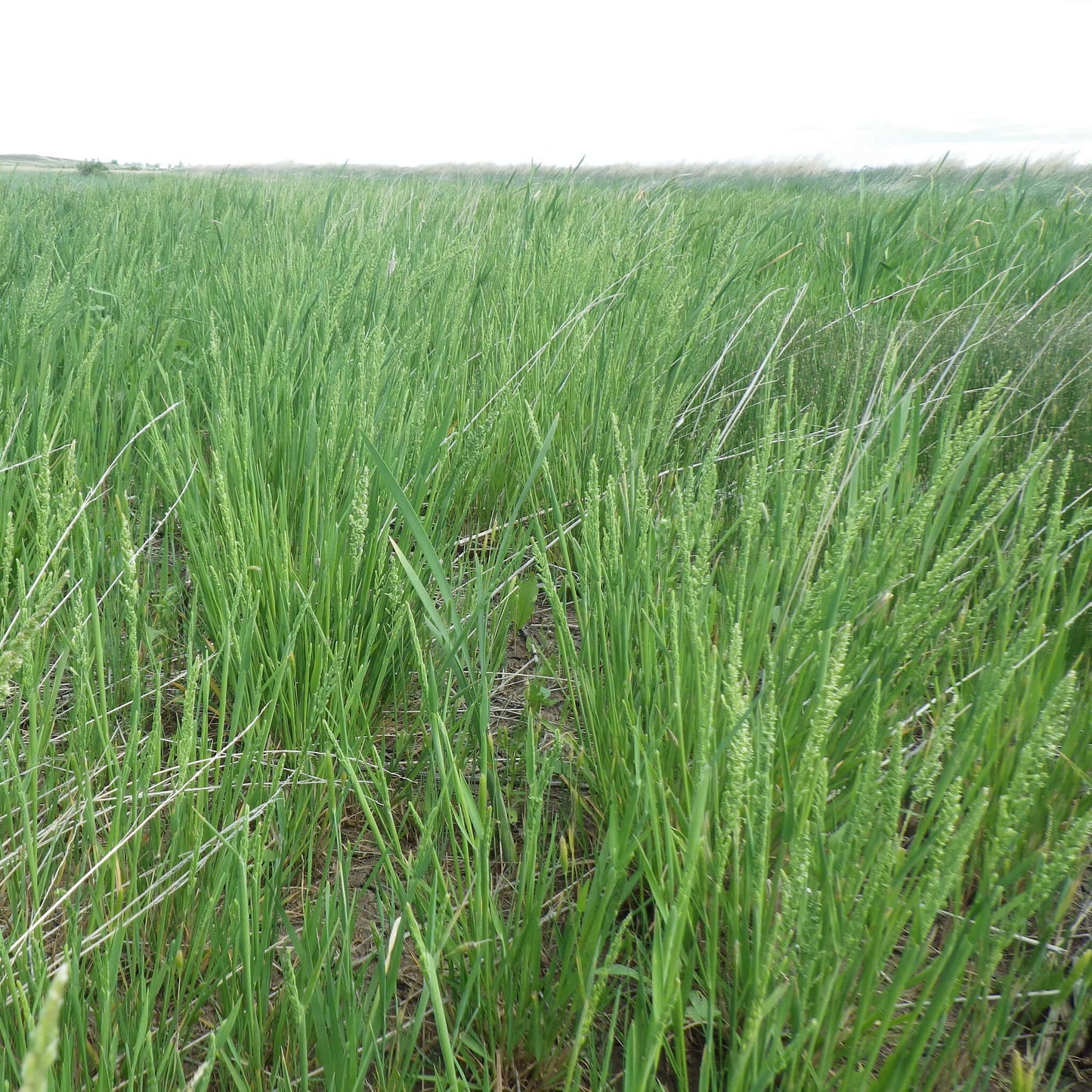 
                  
                    Seeds - American Sloughgrass
                  
                