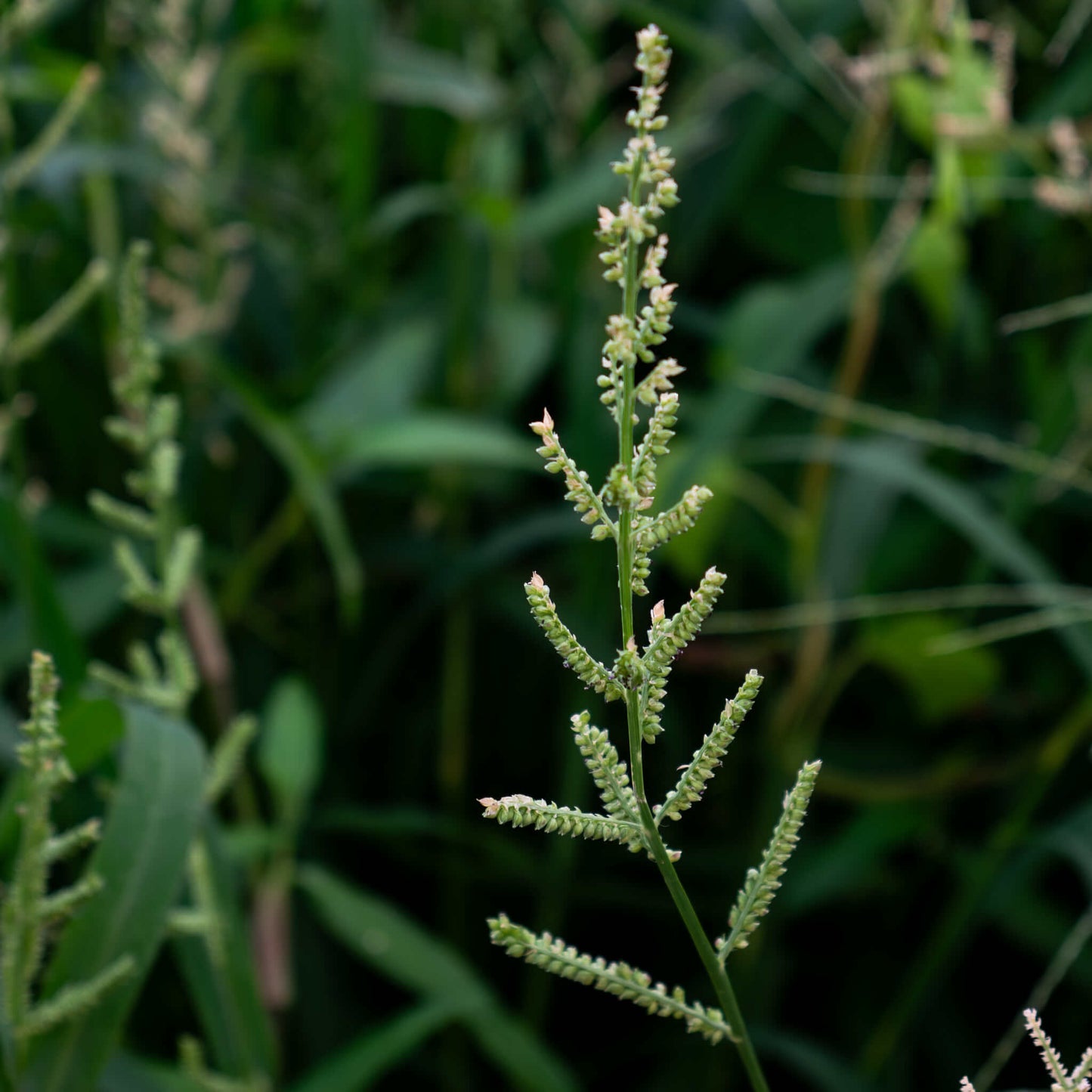 
                  
                    Seeds - American Sloughgrass
                  
                