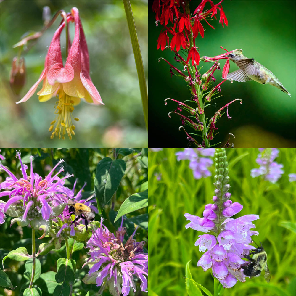 Discovery Combo: Attracts Hummingbirds