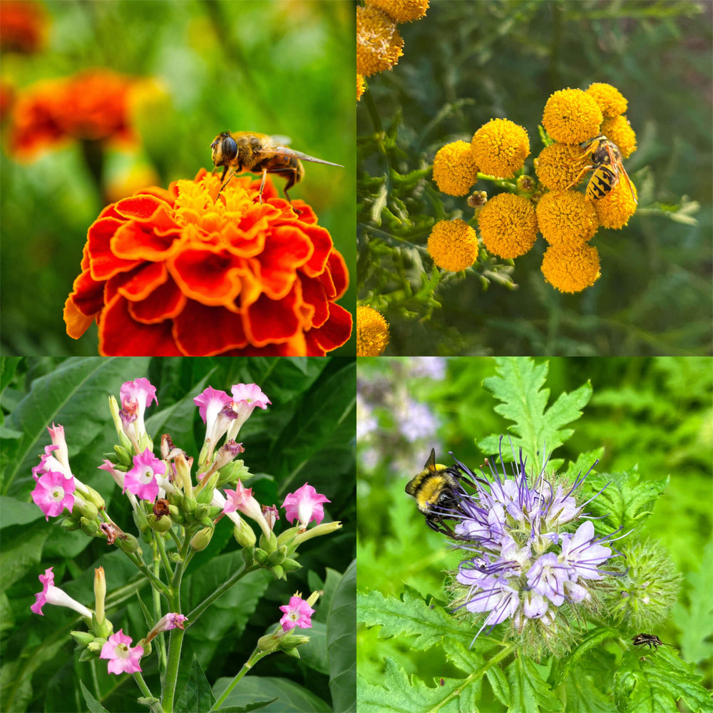 Combo découverte: Plantes auxiliaires