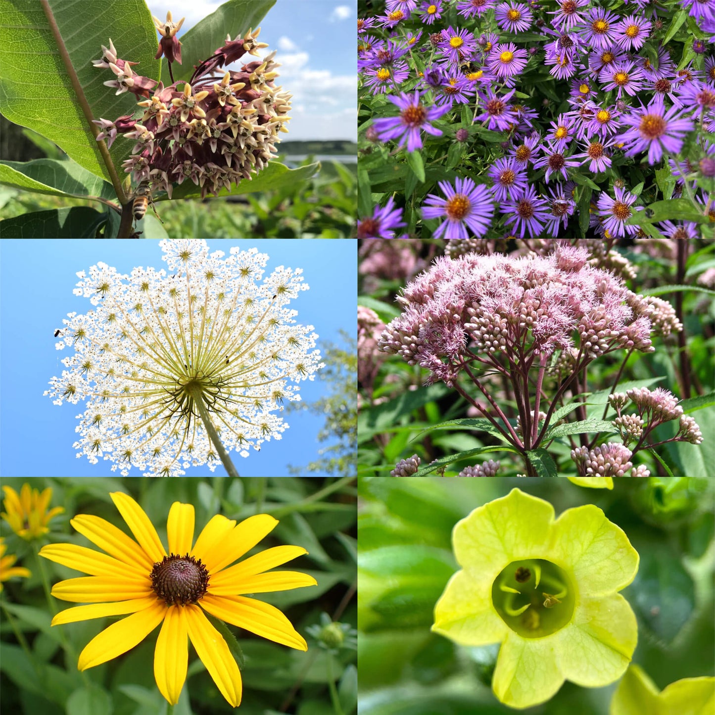 
                  
                    Gourmet Sauvage Set - 18 Seed Varieties – Edible, Medicinal and Functional
                  
                