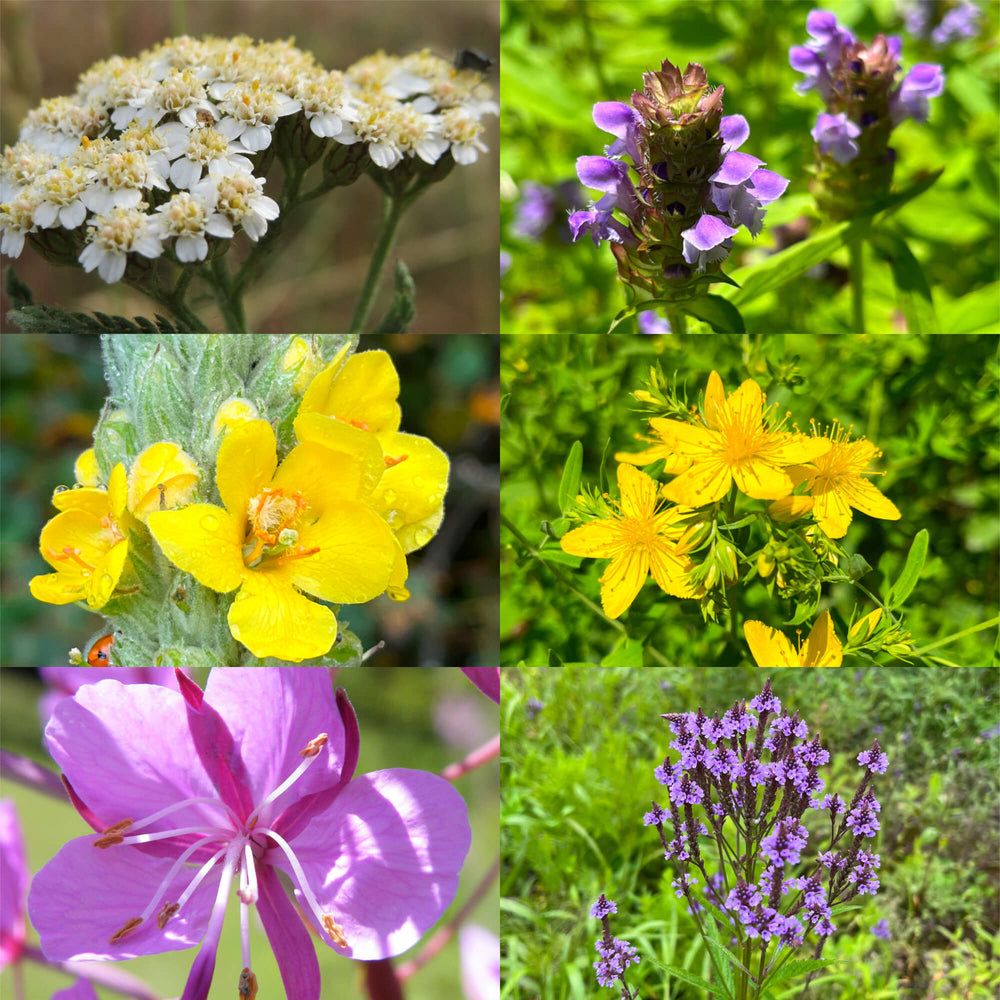 
                  
                    Gourmet Sauvage Set - 18 Seed Varieties – Edible, Medicinal and Functional
                  
                