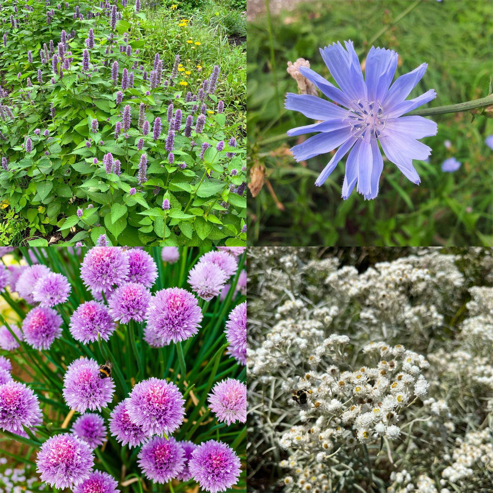 Combo découverte: Pour les jardinier.es débutant.es