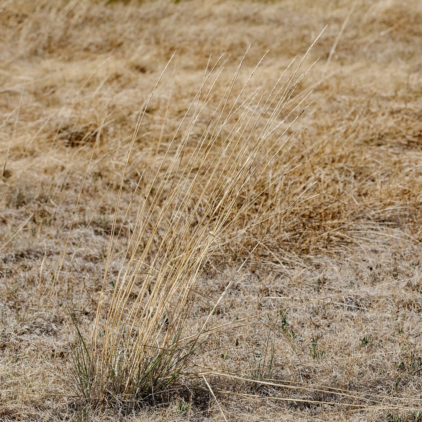 
                  
                    Semences - Élyme à chaumes rudes
                  
                