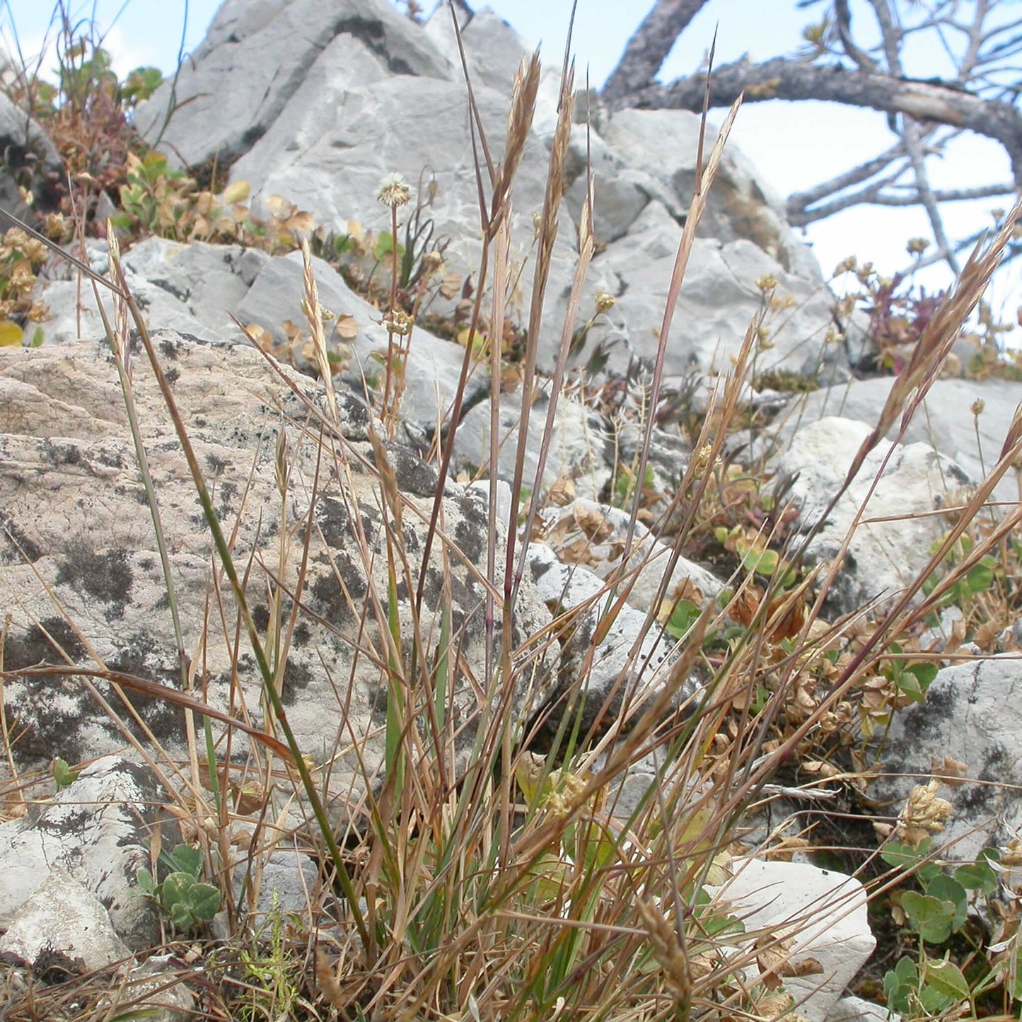 
                  
                    Semences - Élyme à chaumes rudes
                  
                