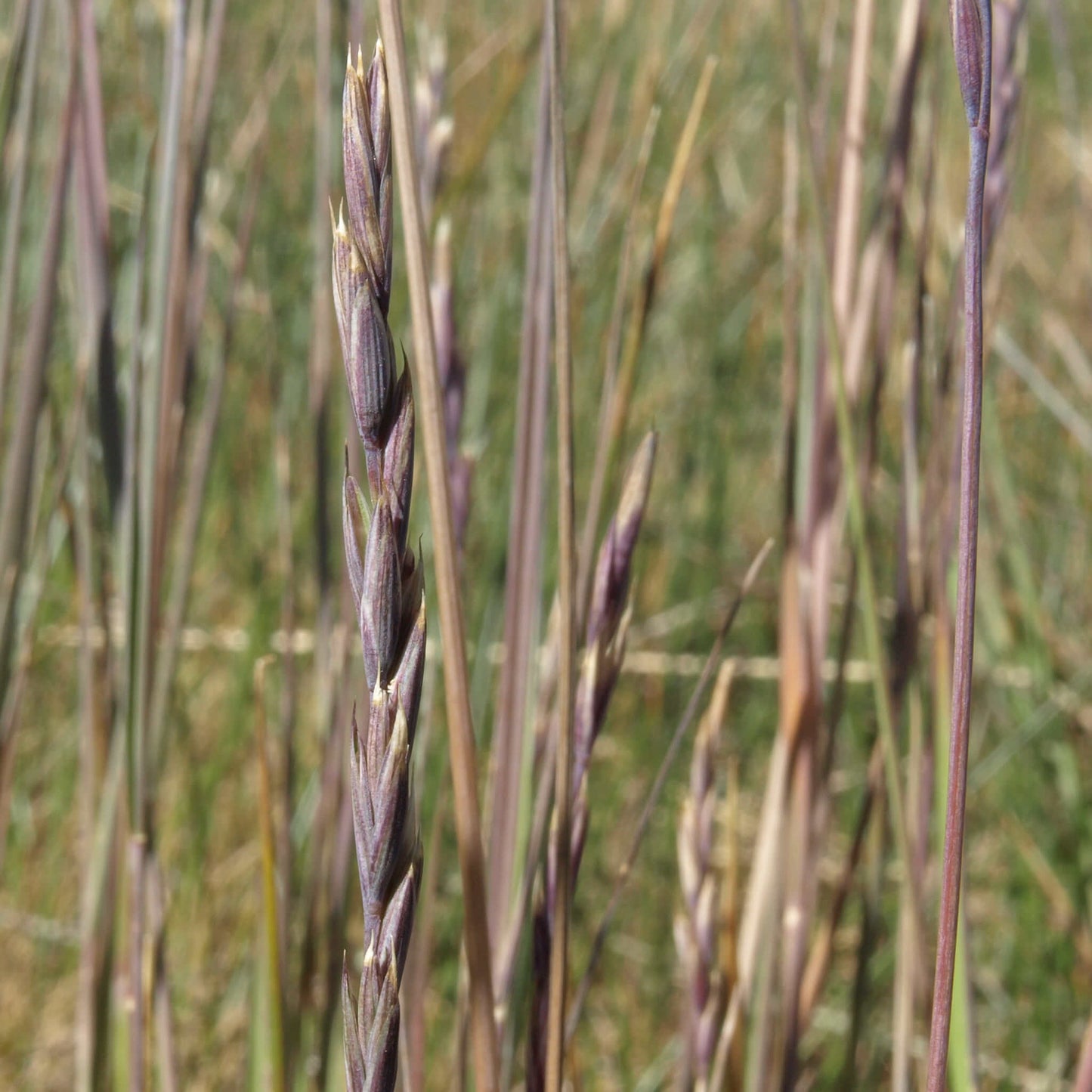 
                  
                    Semences - Élyme à chaumes rudes
                  
                