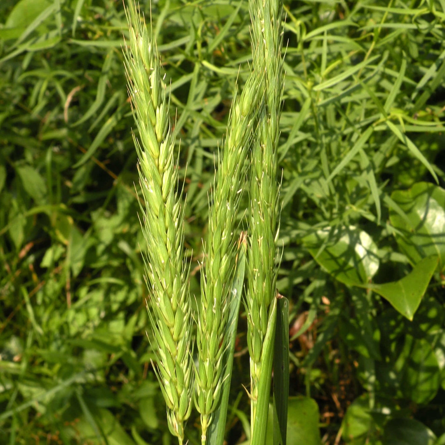 
                  
                    Semences - Élyme de Virginie
                  
                