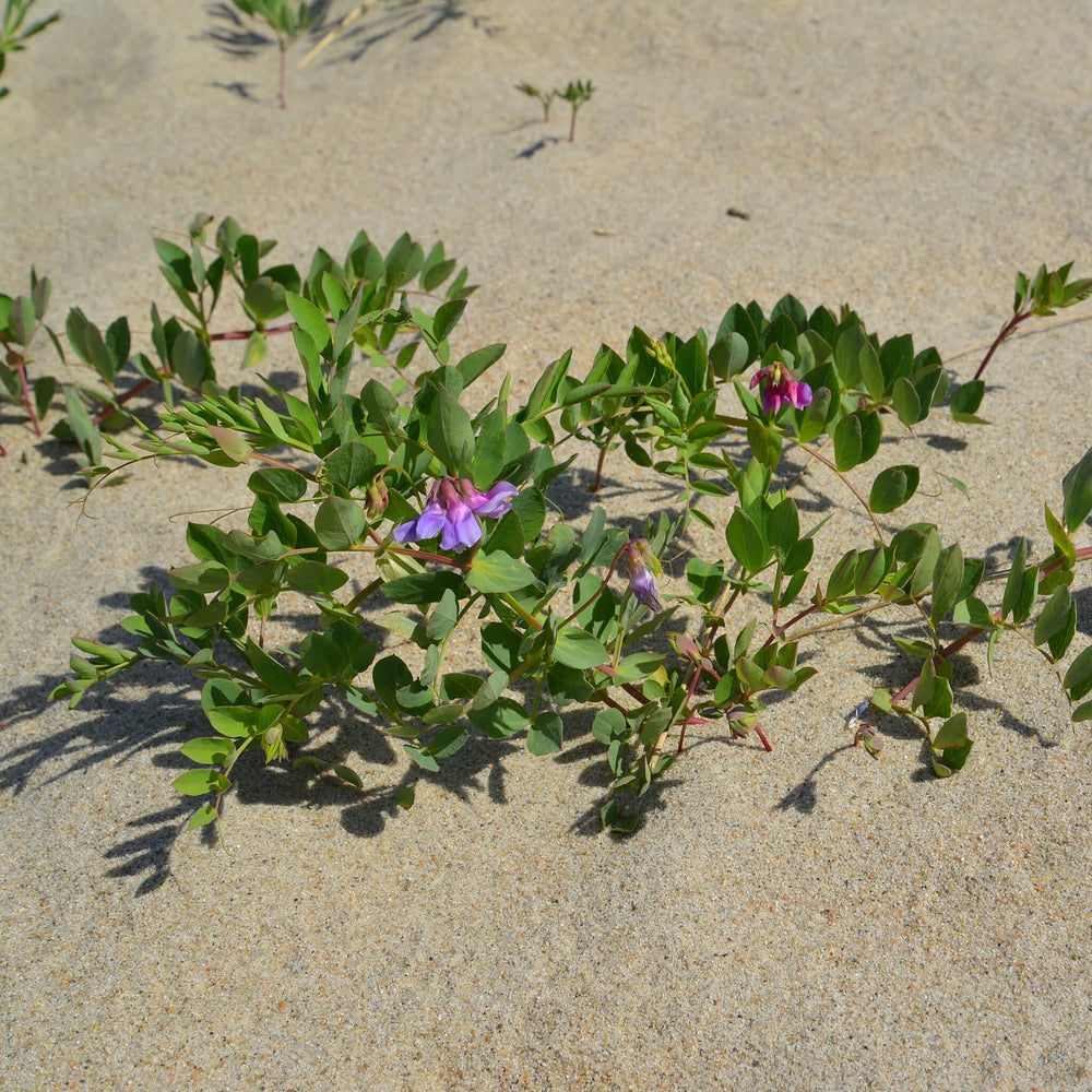 Semences - Gesse maritime (pois de mer)