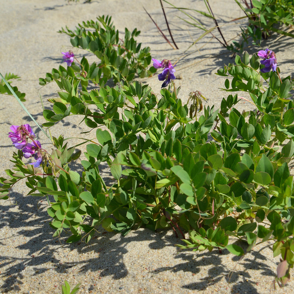 
                  
                    Semences - Gesse maritime (pois de mer)
                  
                