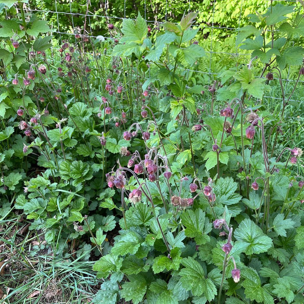 Water Avens Seeds