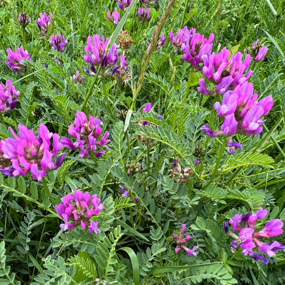 Semences - Sainfoin Boréal