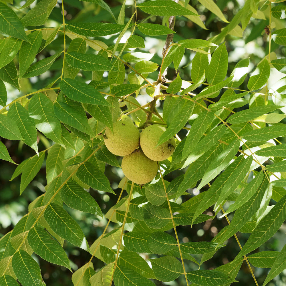 Stratified Seeds - Black Walnut