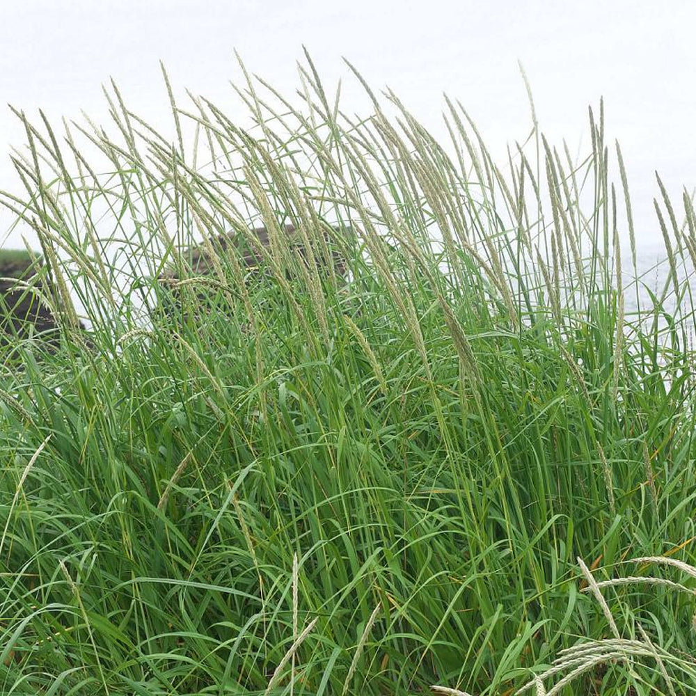 
                  
                    Semences - Élyme des sables d'Amérique
                  
                