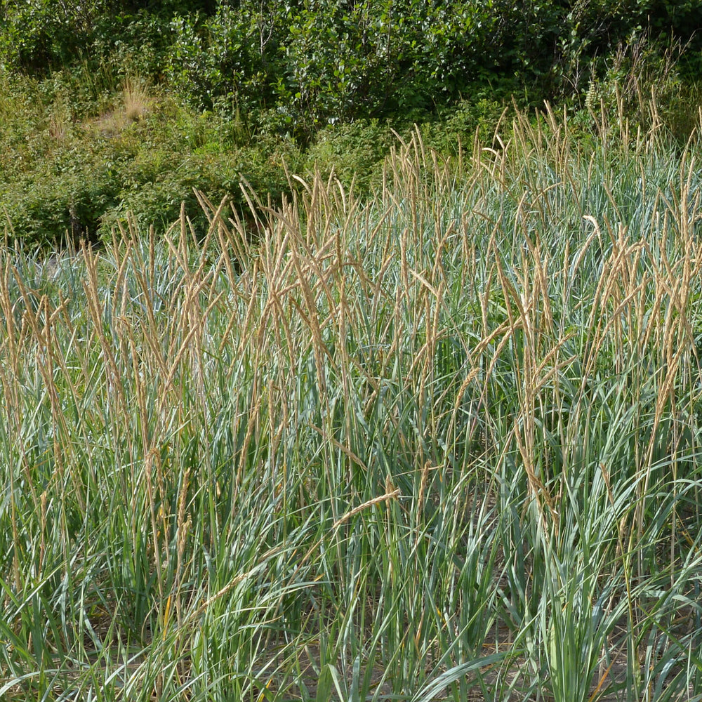 
                  
                    Semences - Élyme des sables d'Amérique
                  
                
