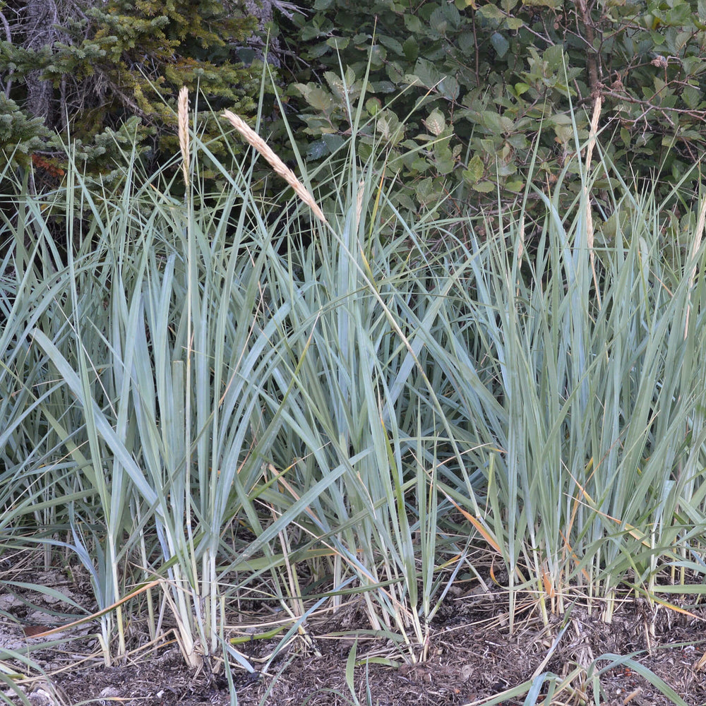 
                  
                    Semences - Élyme des sables d'Amérique
                  
                