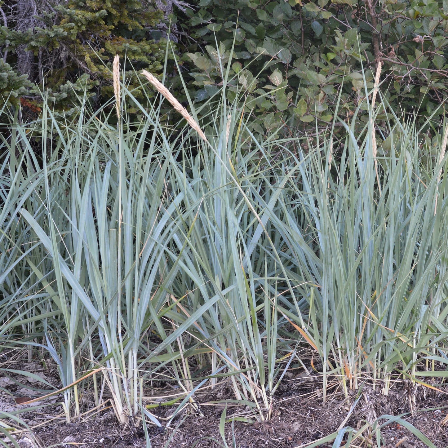 
                  
                    Semences - Élyme des sables d'Amérique
                  
                