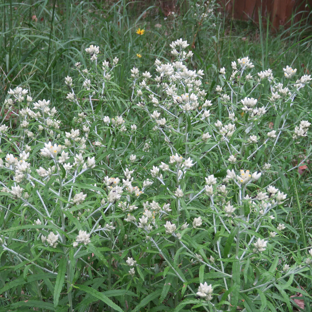 is rabbit tobacco edible Rabbit Tobacco Seeds