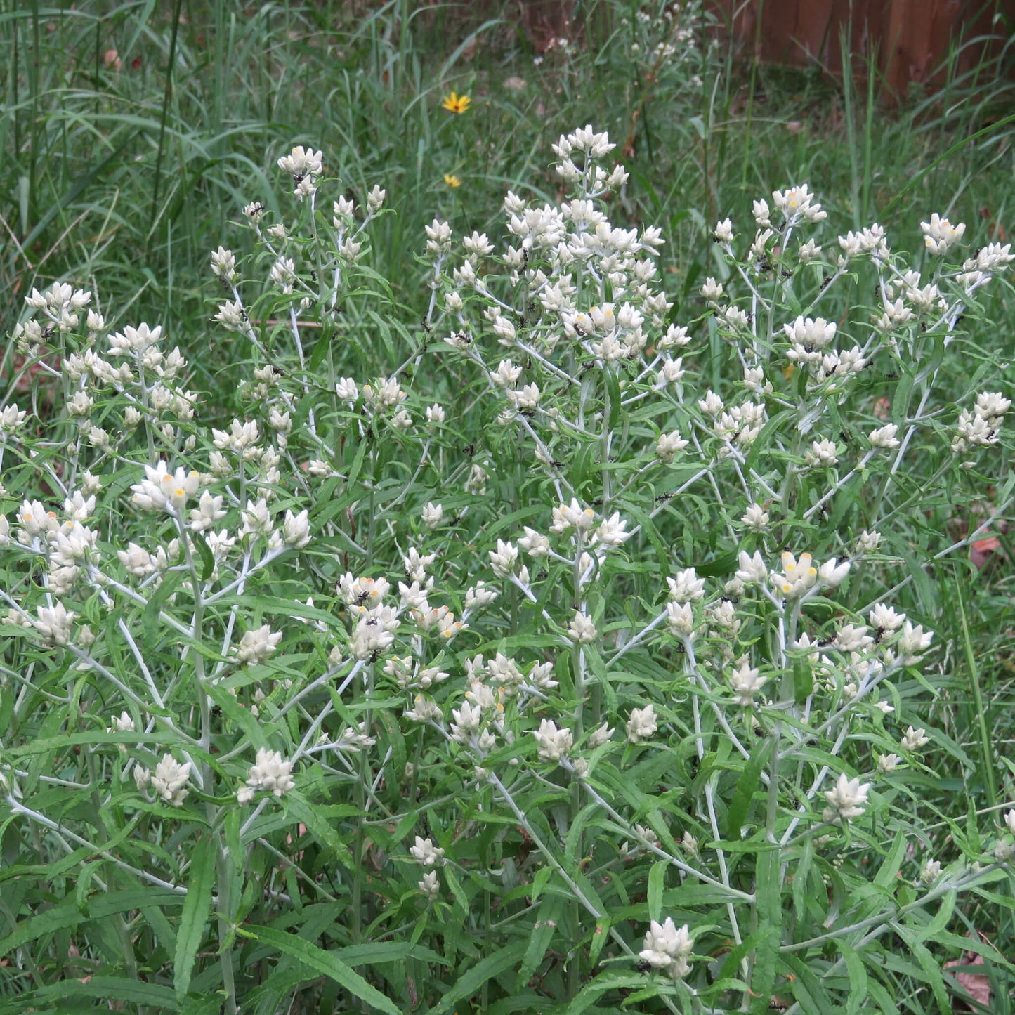 
                  
                    Semences - Gnaphale à feuilles obtuses
                  
                