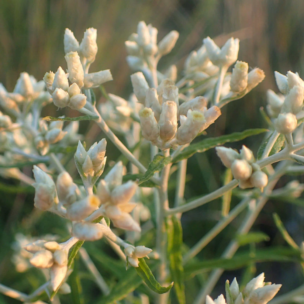 
                  
                    Semences - Gnaphale à feuilles obtuses
                  
                